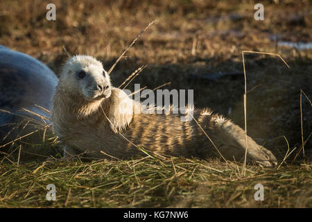 Ein grauer Robbenjunge, der im Donna NOOK National Nature Reserve in Lincolnshire geboren wurde. Stockfoto