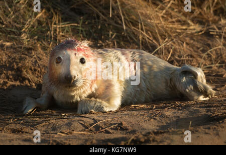 Ein grauer Robbenjunge, der im Donna NOOK National Nature Reserve in Lincolnshire geboren wurde. Stockfoto