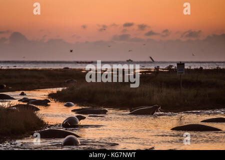 Kegelrobben im Donna NOOK National Nature Reserve in Lincolnshire, wo Welpen geboren wurden. Stockfoto