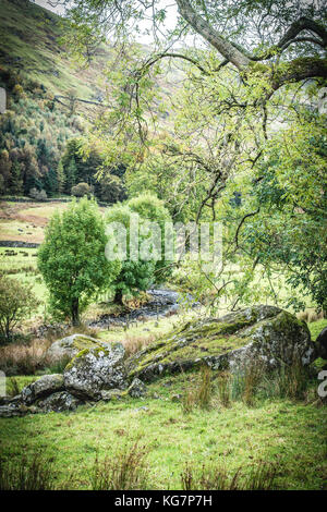 Herbst fällt über den Wald in der Nähe von Coniston im Nationalpark Lake District, Cumbria Stockfoto