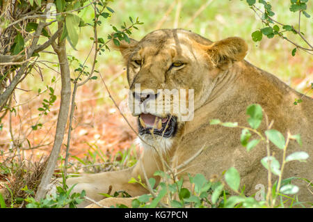 Löwin Kopf unter einem Baum in tsavos Park in Kenia Stockfoto
