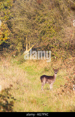 Ein Subadult dunkle Form Damwild (Dama Dama) auf der Chiltern Hills an einem sonnigen Herbstnachmittag gesehen Stockfoto