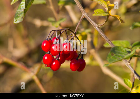 Solanum dulcamara Beeren im Herbst Sonne. Stockfoto