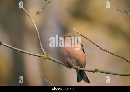 Männliche gemeinsame Buchfink (Fringilla coelebs), in der Regel bekannt, die einfach als die Buchfink auf einem Twig thront. Stockfoto