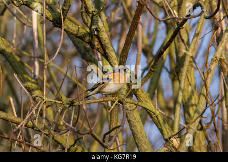 Weibliche bergfink (fringilla montifringilla) in einem Blattlosen Bush in Großbritannien thront Stockfoto