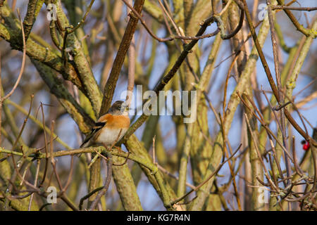 Weibliche bergfink (fringilla montifringilla) in einem Blattlosen Bush in Großbritannien thront Stockfoto