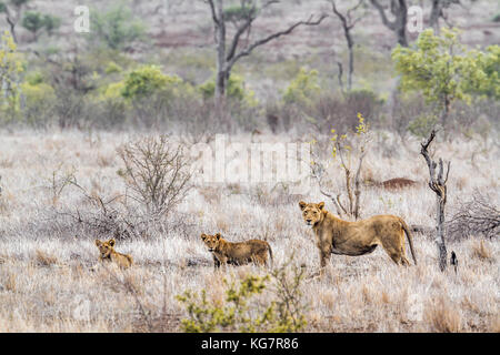 Afrikanischer Löwe im Krüger Nationalpark, Südafrika; specie Panthera leo Familie der Felidae Stockfoto