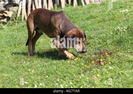 Haustiere/Hunde/Porträt einer pet Stockfoto