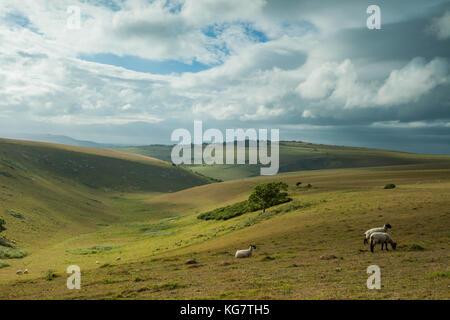 Sommer am Nachmittag in South Downs National Park, East Sussex, England. Stockfoto