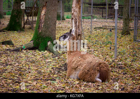 Die orange Lama liegt an der gelben Blätter Stockfoto