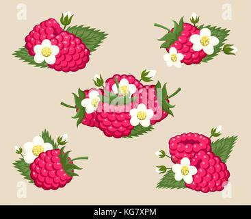 Himbeeren mit Blättern und Blüten Vector Illustration. Fruchtig saftige reife Beeren, Himbeeren Dessert auf Hintergrund isoliert Stock Vektor