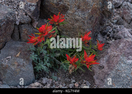 Orange indische paitbrush wachsen aus Rock im pazifischen Nordwesten Stockfoto