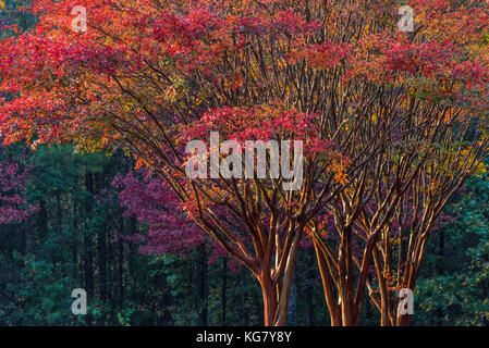 Colorful Autumn trees on vivid display at sunset in Metro Atlanta, Georgia, USA. Stockfoto