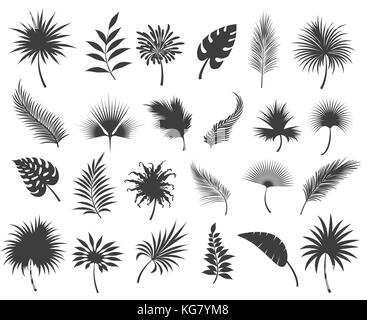 Palmen Blätter Silhouetten auf weißem Hintergrund. Tropische Kokosnuss und Banane Dschungel palm leaf oder Wedel Silhouette, Vektor, Abbildung Stock Vektor