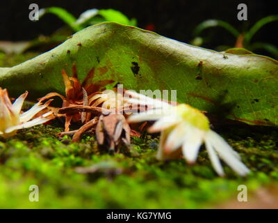 Blume fallen auf dem eart Stockfoto