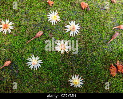 Blume fallen auf dem eart Stockfoto