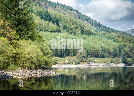 Bäume am Rande des thirlmere im Lake District National Park Stockfoto