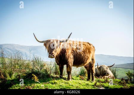 Nach Highland Kuh stehend in einem Feld in der Lake District National Park Stockfoto