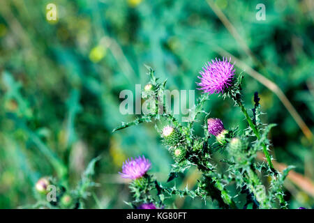 Rosa Mariendistel Blume in voller Blüte im Frühjahr Stockfoto