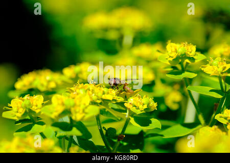 Schweben fliegen (melangyna viridiceps) ernähren sich von Nektar von Euphorbia sp. Stockfoto