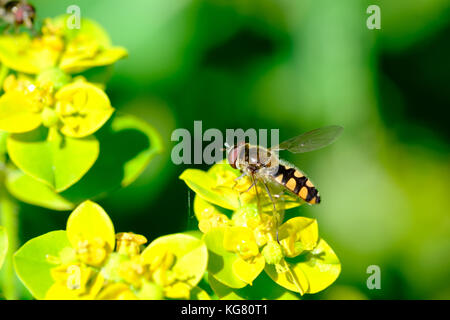 Schweben fliegen (melangyna viridiceps) ernähren sich von Nektar von Euphorbia sp. Stockfoto