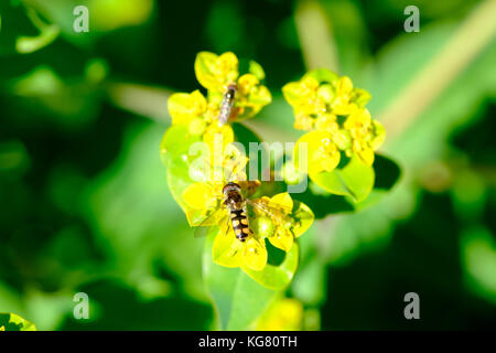 Schweben fliegen (melangyna viridiceps) ernähren sich von Nektar von Euphorbia sp. Stockfoto