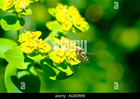 Schweben fliegen (melangyna viridiceps) ernähren sich von Nektar von Euphorbia sp. Stockfoto