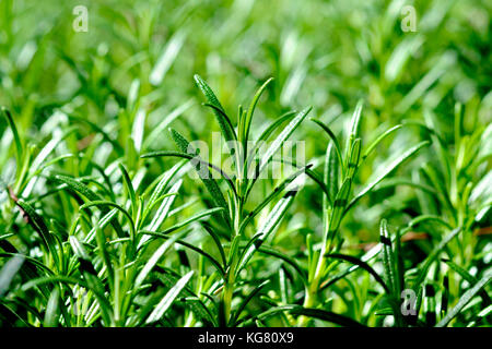 Nahaufnahmen der Rosmarin (Rosmarinus officinalis) wachsende in hellem Sonnenlicht Stockfoto