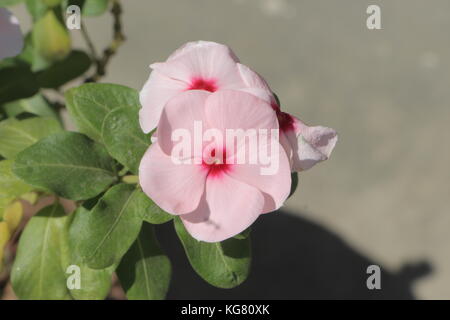 Die schöne Blume blüht in den Farben wie Weiß, Grün, Braun, Violett, Braun und sind sogar zweifarbig. Blumen sind bunt und langlebig. Stockfoto