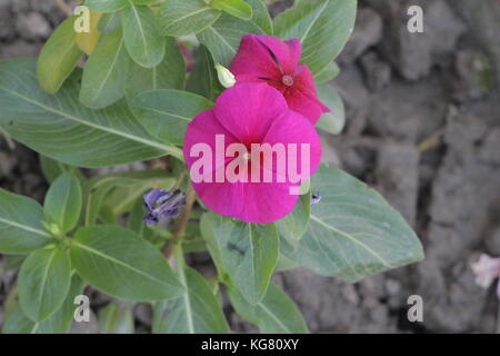 Die schöne Blume blüht in den Farben wie Weiß, Grün, Braun, Violett, Braun und sind sogar zweifarbig. Blumen sind bunt und langlebig. Stockfoto