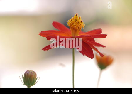 Die schöne Blume blüht in den Farben wie Weiß, Grün, Braun, Violett, Braun und sind sogar zweifarbig. Blumen sind bunt und langlebig. Stockfoto