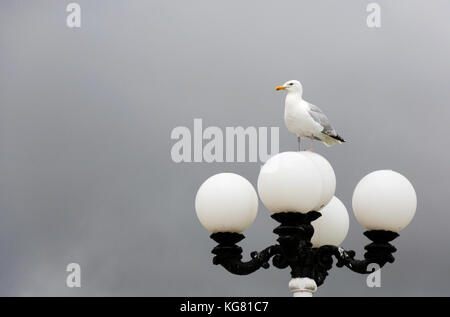 Europäische Heringmöwe oder Larus argentatus ragen in Brighton, Großbritannien, auf einer viktorianischen runden Straßenlampe vor grauem Himmel Stockfoto