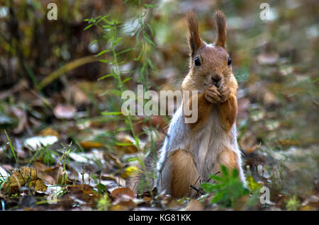 Ein rotes Eichhörnchen auf dem Boden sitzend, essen Muttern im Herbst Park, grünes Gras, gelbe Blätter Stockfoto