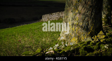 Baum, Rinde, Landschaft, Ländliche detail, Stockfoto
