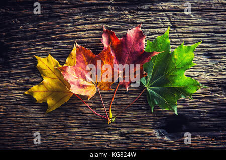 Herbstblätter. Farbenfrohe Herbstblätter auf rustikalem Holztisch. Stockfoto