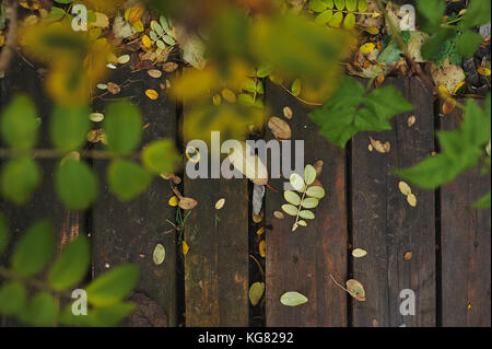 Herbst Blätter liegen am Rande der Holzsteg. Stockfoto