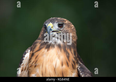 Red-tailed Hawk, (Buteo Jamaicensis), Wildlife Rescue Inc., New Mexiko. Stockfoto