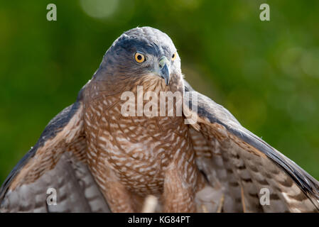 Kinder cooper Habicht (Accipiter cooperii), Wildlife Rescue Inc., New Mexiko. Stockfoto