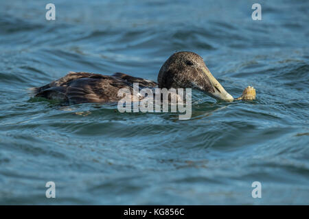 Eider Ente, im Meer essen eine Krabbe, in der Nähe Stockfoto