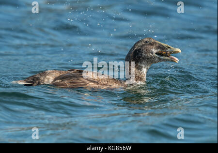 Eider Ente, im Meer essen eine Krabbe, in der Nähe Stockfoto
