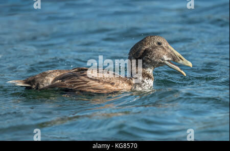 Eider Ente, im Meer essen eine Krabbe, in der Nähe Stockfoto