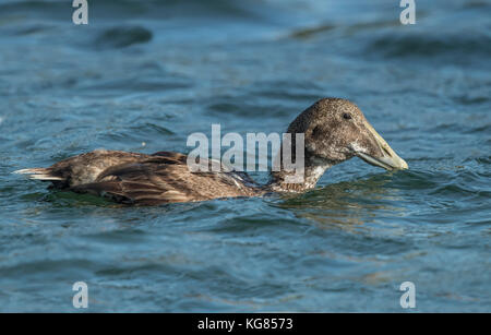 Eider Ente, im Meer essen eine Krabbe, in der Nähe Stockfoto