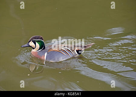 Ein männlicher Baikal teal (sibrionetta Formosa) Schwimmen in einem See in Südengland Stockfoto