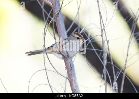 Unreifen weißen - gekrönte Spatz, (zonotrichia leucophrys), Bosque Del Apache National Wildlife Refuge, New Mexico, USA. Stockfoto