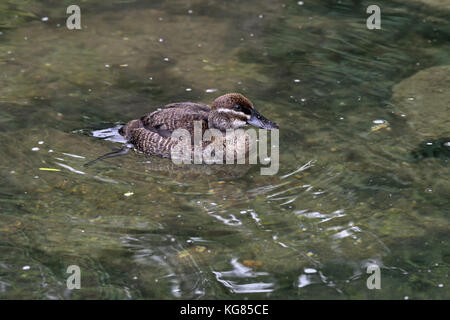 Eine weibliche argentinischen See Ente (oxyura Vittata) auf einem See im südlichen England Stockfoto