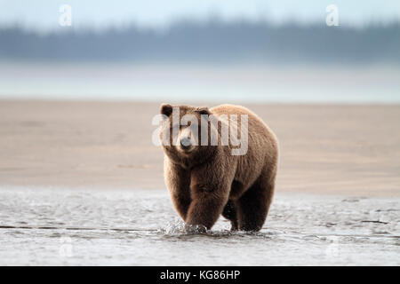 Eine leistungsstarke Alaska Braunbär, Grizzly, starrt in die Kamera, während man durch flaches Wasser mit Sandstrand und Wald im Hintergrund. Stockfoto