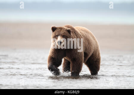 Ein riesiger Alaska Braunbär, Grizzly, zu Fuß durch die flachen Küstengewässern der Alaska Halbinsel, mit Sandstrand Hintergrund. Stockfoto