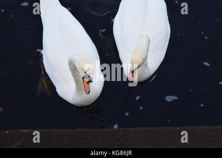 Ein paar der Schwäne Stockfoto