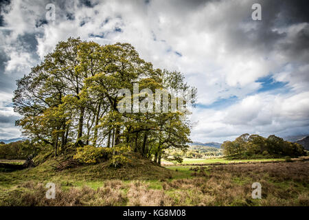 Eine kleine Baumgruppe von Bäumen auf einer Wiese in der Nähe von Coniston im Lake District National Park Stockfoto