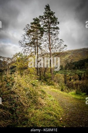 Bäume am Rand des Weges in der Nähe von Coniston im Lake District, Cumbria, Großbritannien Stockfoto